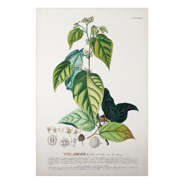 Quadro vintage Illustrazione botanica vintage Cacao
