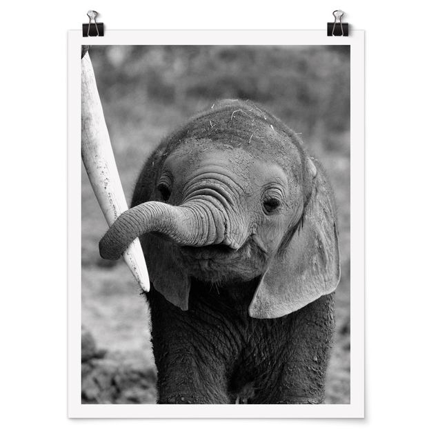 Quadro animali Elefantino
