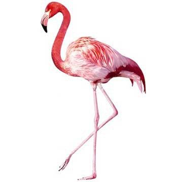 Adesivi da finestra no.YK Pink Flamingo