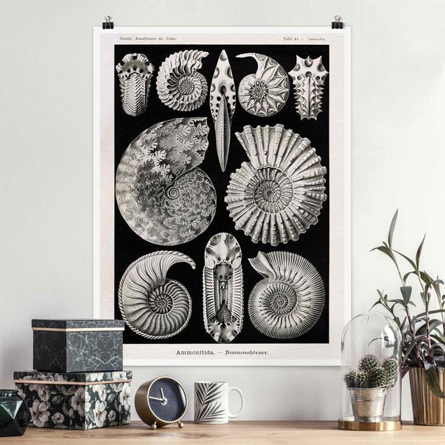 Poster retro style Bacheca Vintage Fossili in bianco e nero