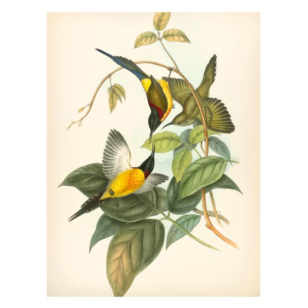Quadri fiori Illustrazione vintage Uccelli tropicali IV
