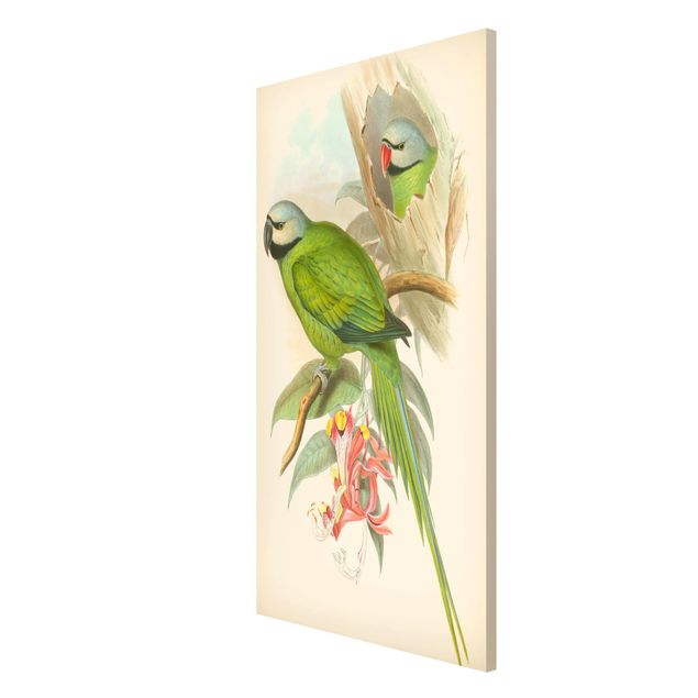 Quadri vintage Illustrazione vintage Uccelli tropicali II