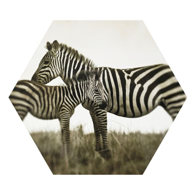 Quadri animali Coppia di zebre