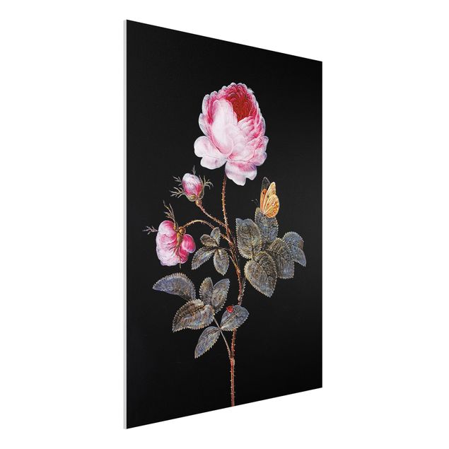 Stampe quadri famosi Barbara Regina Dietzsch - La rosa dai cento petali