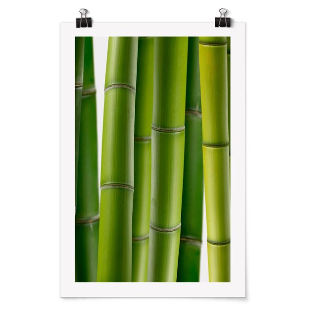 Quadri moderni   Piante di bambù