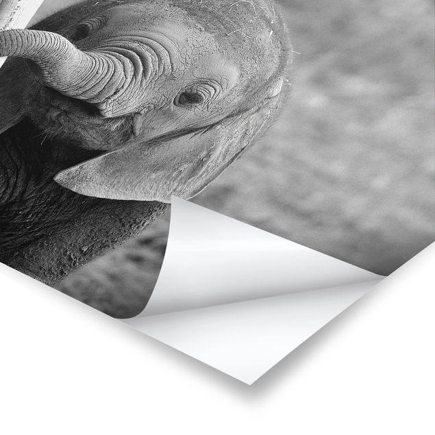 Stampe poster Elefantino