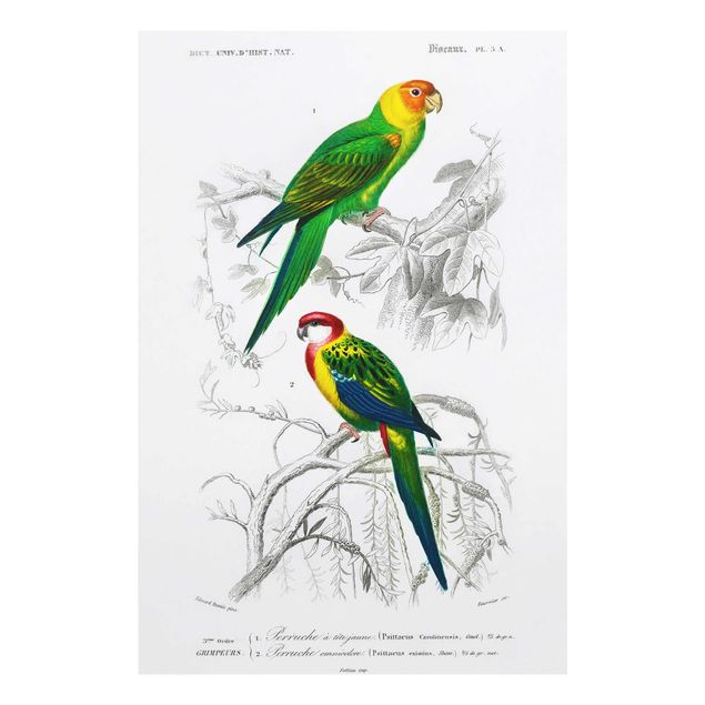 Quadri Bacheca vintage Due pappagalli verde rosso