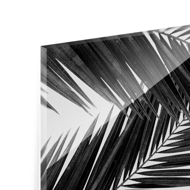 Paraschizzi in vetro - Vista tra le foglie di palme in bianco e nero - Formato orizzontale 3:2