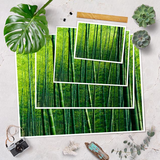 Poster da parete  Foresta di bambù