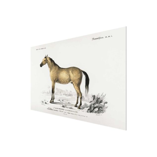 Quadri stampe Bacheca Vintage Cavallo