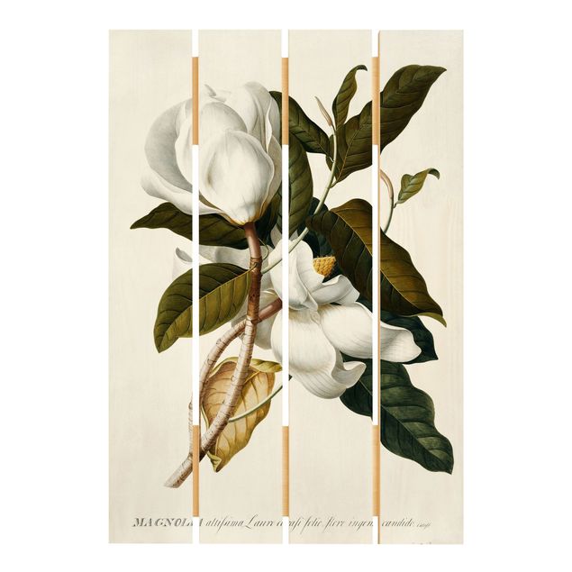 Stampe Georg Dionysius Ehret - Magnolia