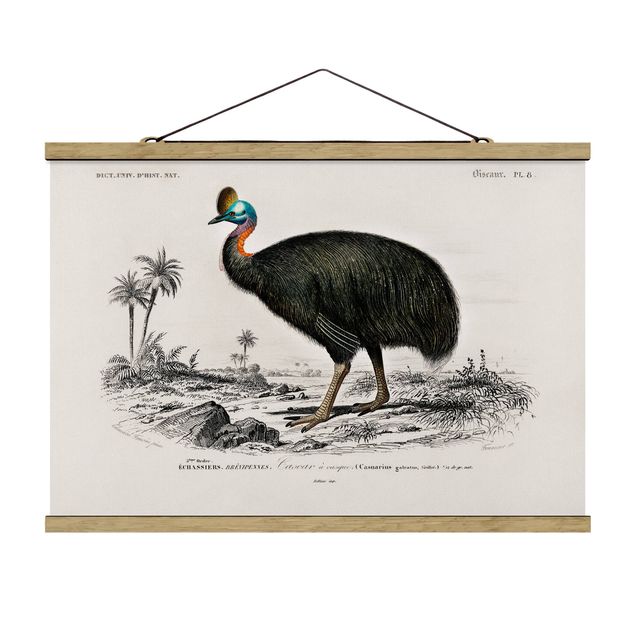 Quadri con animali Bacheca Vintage Emu