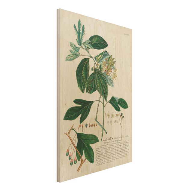 Quadri legno vintage Illustrazione botanica vintage Alloro