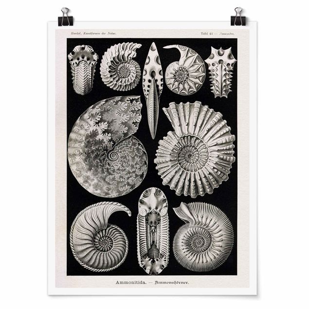 Poster bianco nero Bacheca Vintage Fossili in bianco e nero