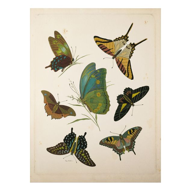 Quadri vintage Illustrazione vintage Farfalle esotiche