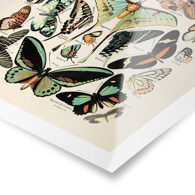 Stampe Bacheca vintage farfalle e falene