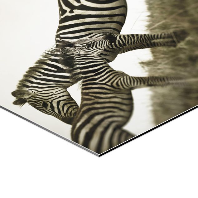 Quadro esagonale Coppia di zebre