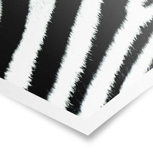 Quadro disegni zebra