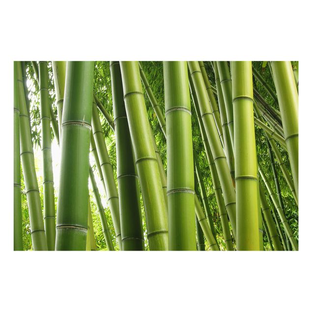 Paraschizzi cucina Alberi di bambù