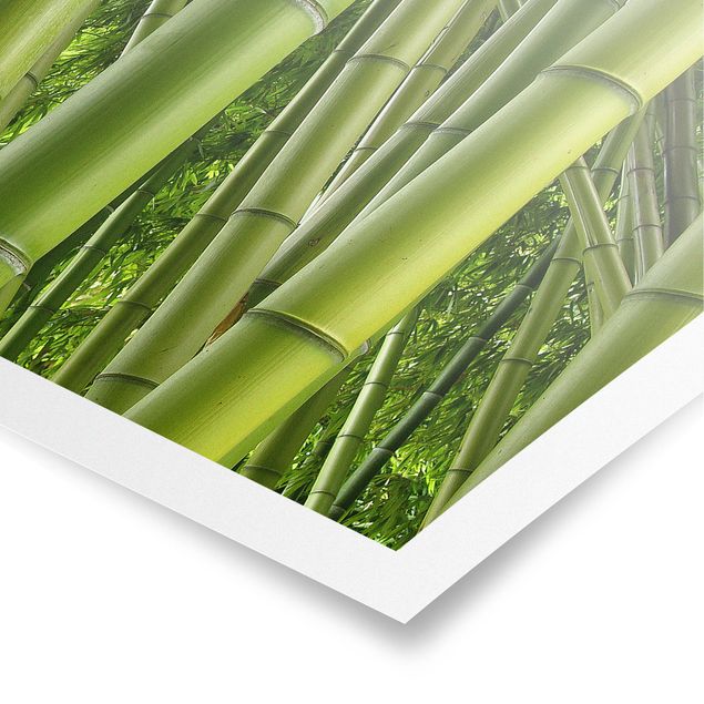 Quadri natura Alberi di bambù n.2