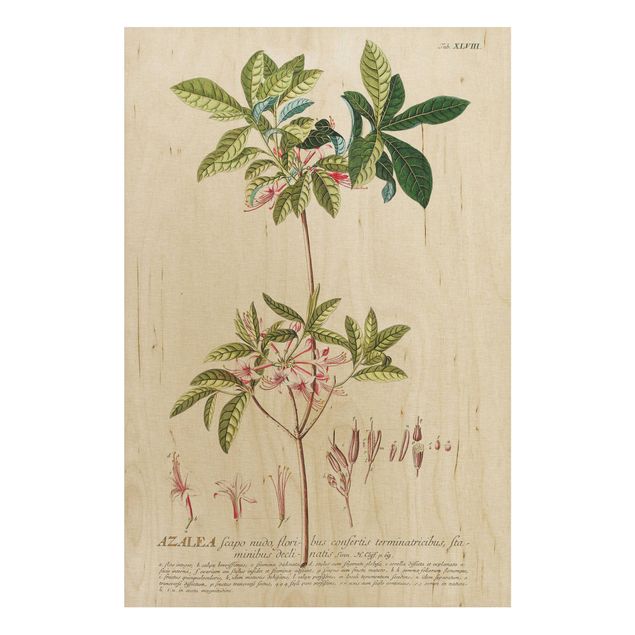Quadri in legno con fiori Illustrazione botanica vintage Azalea