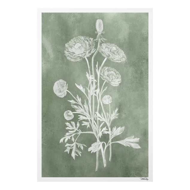 Quadri con fiori Illustrazione vintage Salvia