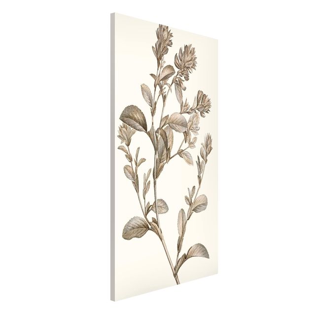 Lavagne magnetiche con fiori Studio botanico in seppia I