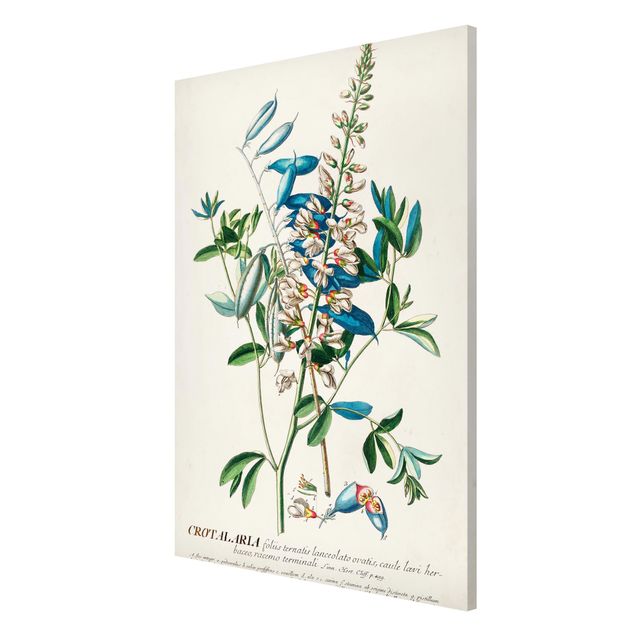 Quadro vintage Illustrazione botanica vintage Legumi