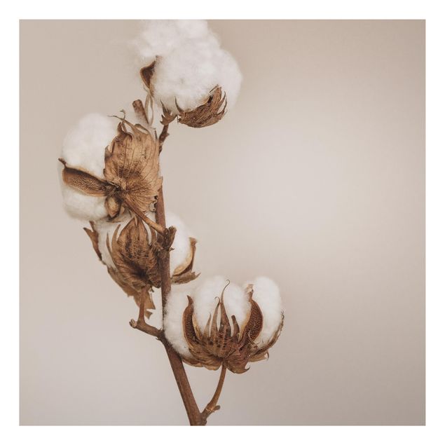 Quadri con fiori Fragile ramoscello di cotone