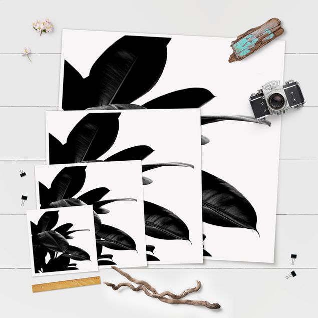 Poster - Foglie dell'albero della gomma bianco e nero - Quadrato 1:1