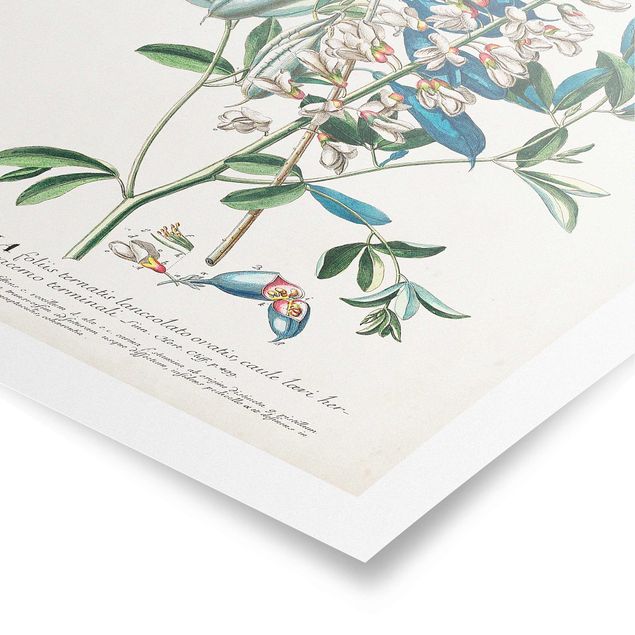 Quadri stampe Illustrazione botanica vintage Legumi