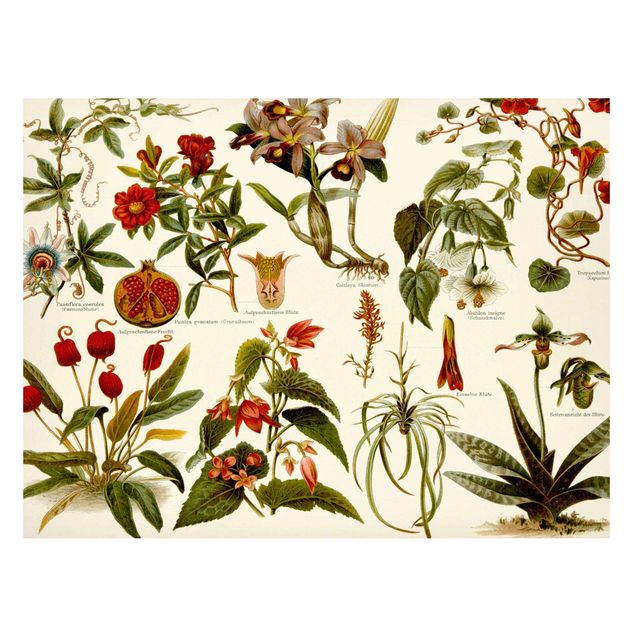 Lavagne magnetiche con fiori Bacheca Vintage Botanica tropicale II