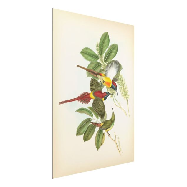 Quadri con fiori Illustrazione vintage Uccelli tropicali III