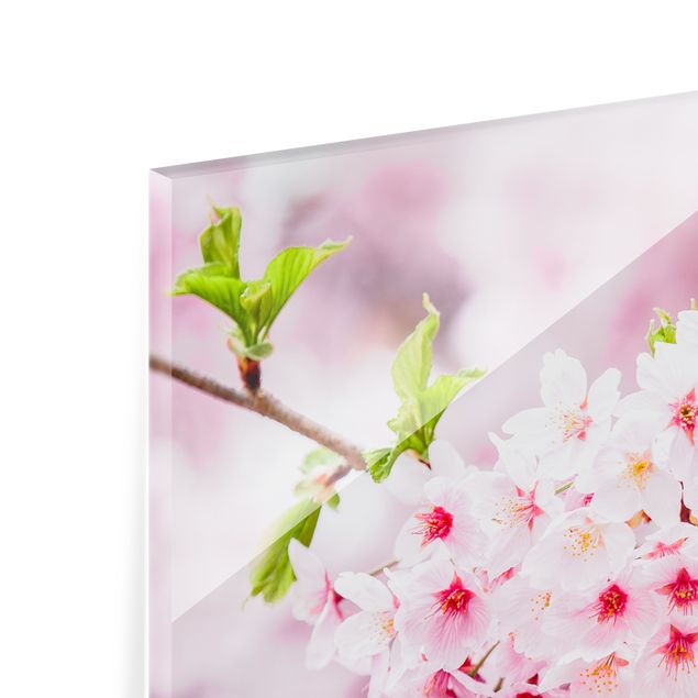 Paraschizzi in vetro - Fioriture di ciliegio giapponesi - Quadrato 1:1