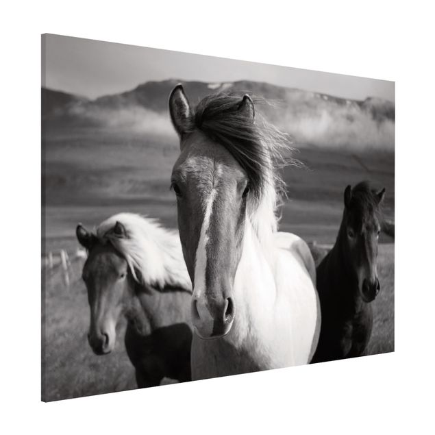 Quadri cavallo Cavalli selvaggi in bianco e nero