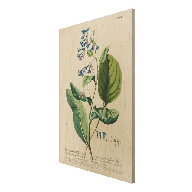 Quadri Illustrazione botanica vintage Pulmonaria