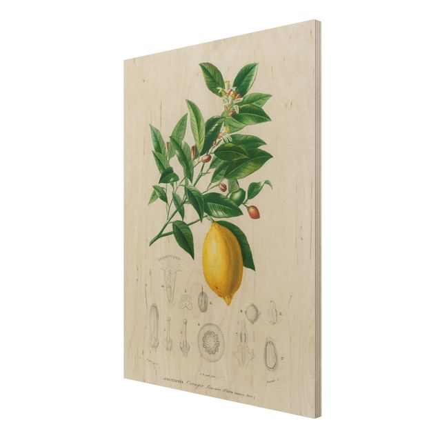 Stampe Illustrazione botanica vintage di limone