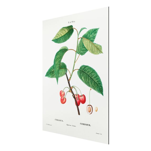 Quadri frutta Illustrazione botanica vintage Ciliegie rosse