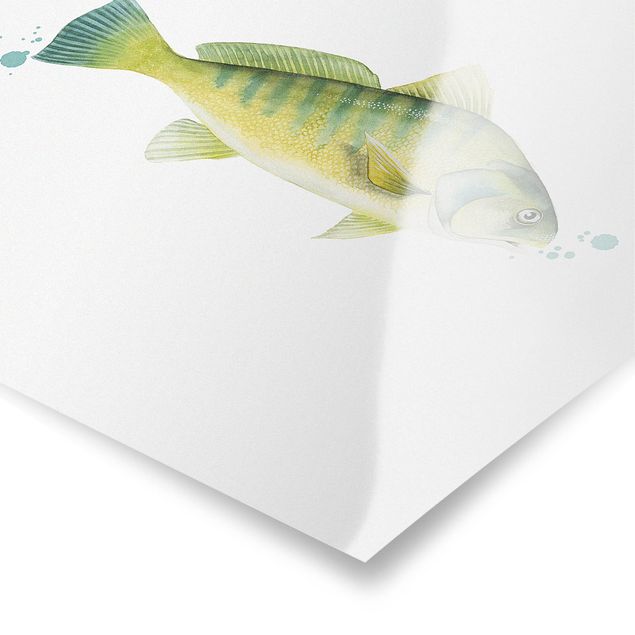 Quadri animali Colore Cattura - Pesce persico