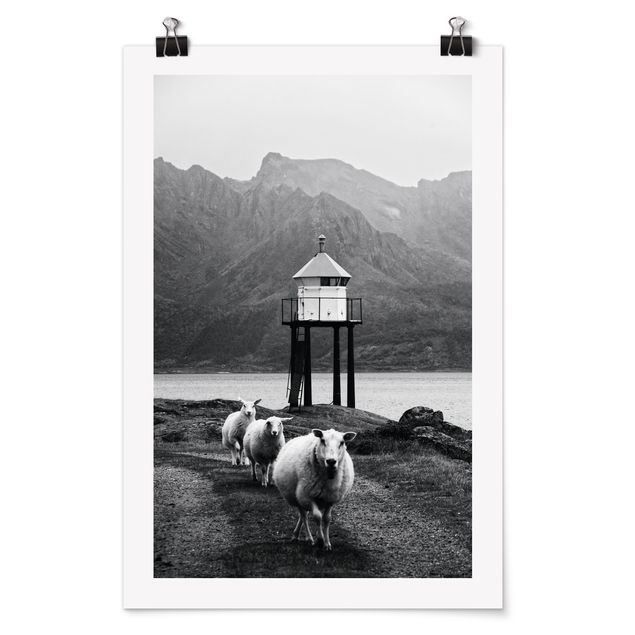 Poster bianco e nero Tre pecore alle Lofoten