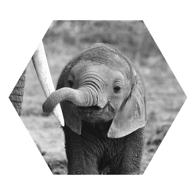 Stampe Elefantino