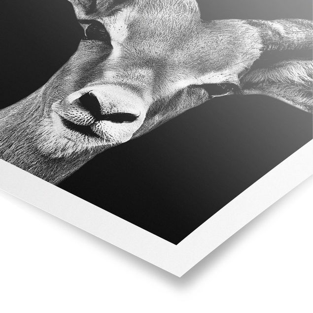 Poster in bianco e nero Antilope Impala in bianco e nero