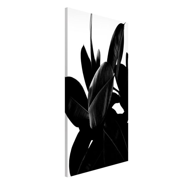 Lavagne magnetiche con fiori Albero di gomma in bianco e nero