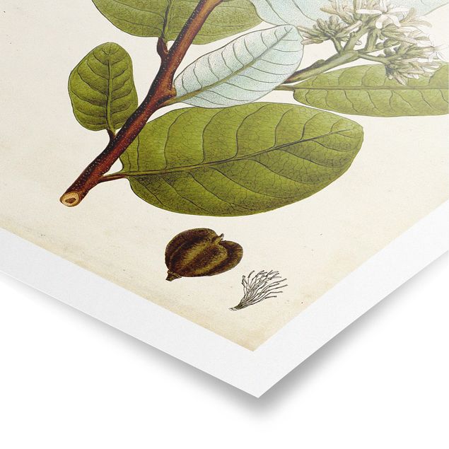 Stampe Poster con piante caducifoglie