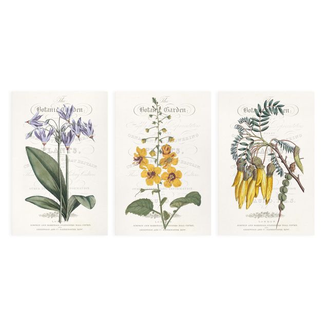 Stampe Set tableau botanico I