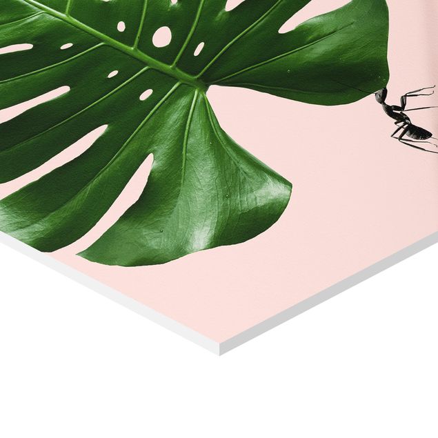 Esagono in forex - Ant con Leaf Monstera
