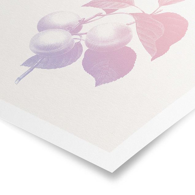 Quadri stampe Botanica moderna vintage - Pesca Rosa chiaro Viola