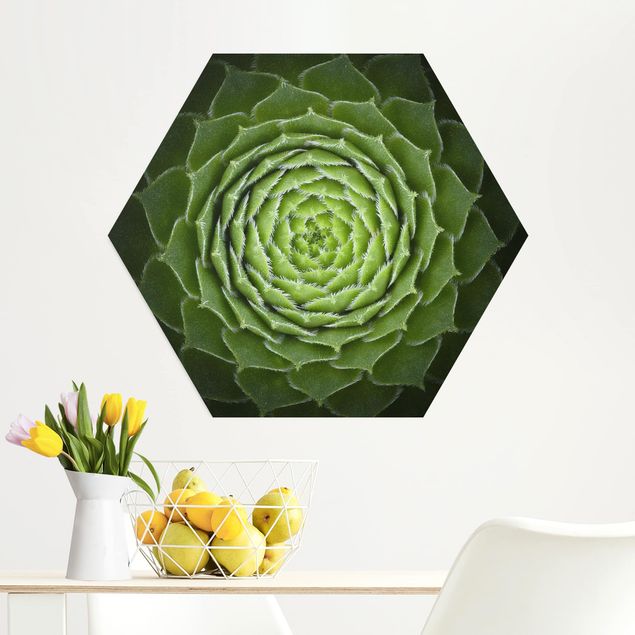 Quadro moderno Mandala di succulente