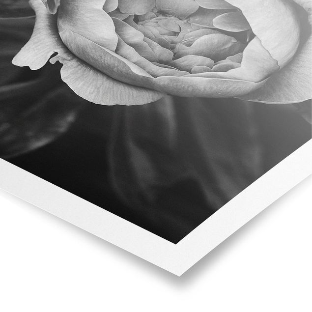 Quadri Fiore di peonia bianco Foglie anteriori nere