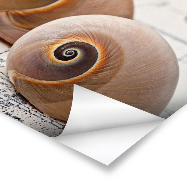 Poster - Shell Duo - Orizzontale 3:4